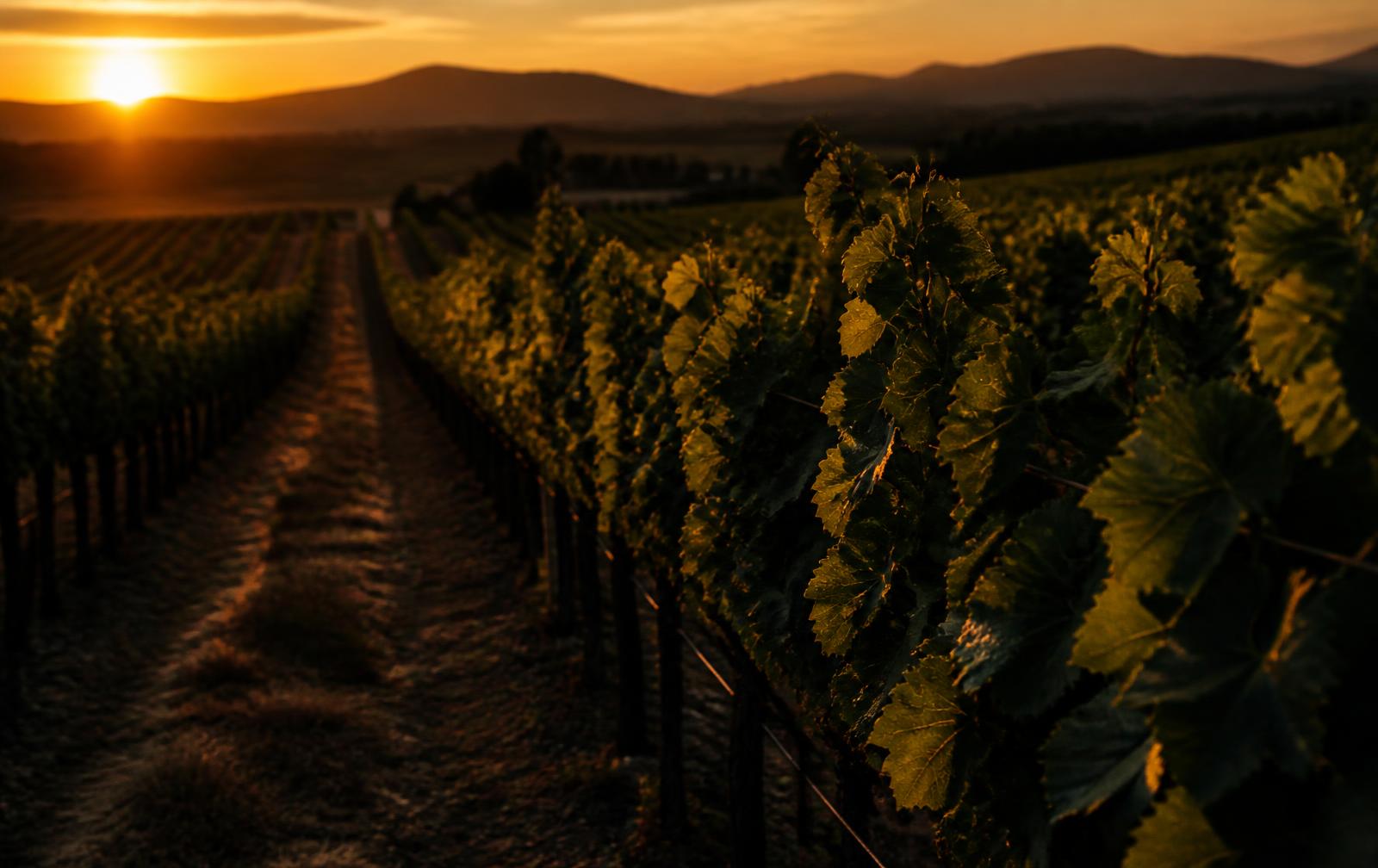 Vineyard rows at golden hour